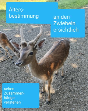 Tiere erleben Jagdschule