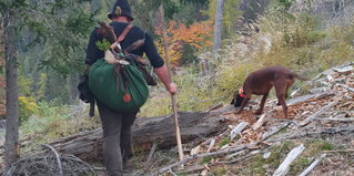 Stöberjagd mit Hund