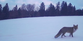 Fuchs im Schnee