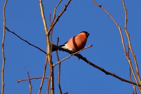 Rotkehlchen