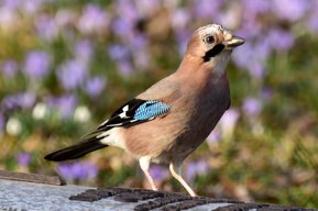 Vogel gesehen bei der Vogelkundliche Wanderung von 1A Jagdschule