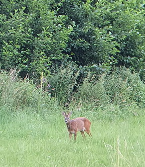 Altersbestimmung beim Rehwild