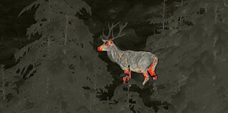 Hirsch im Nachtsichtgerät